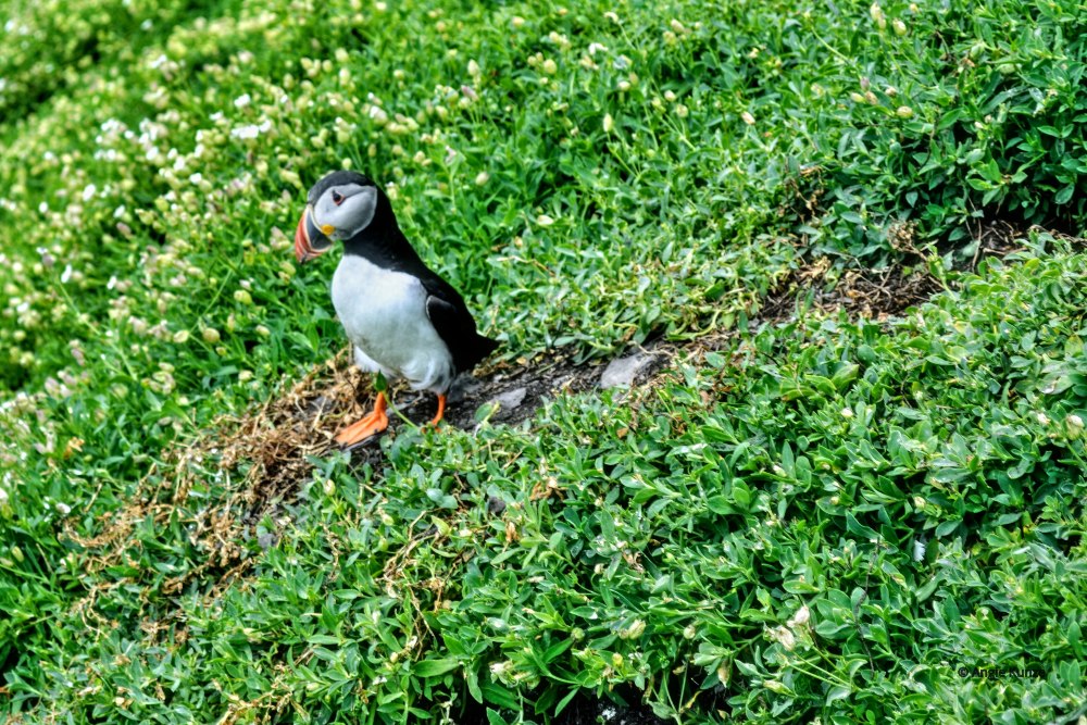 A puffin.