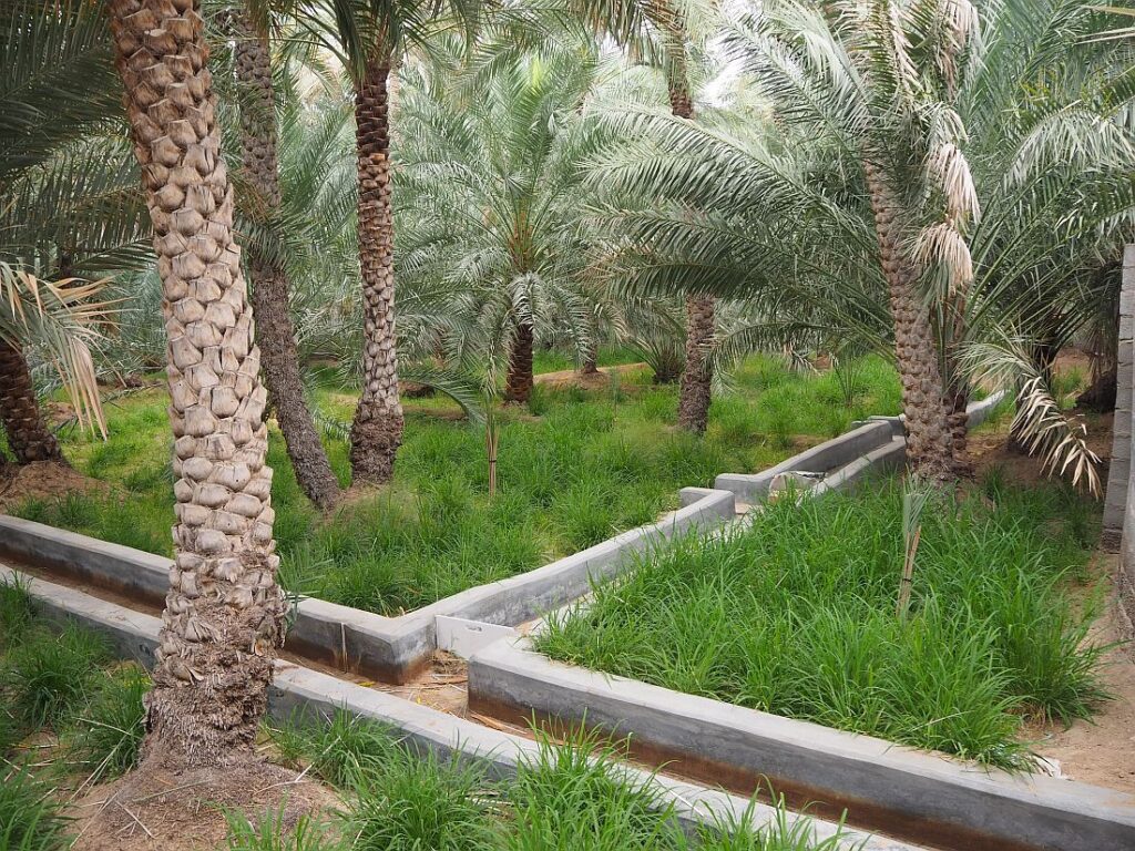 A grove of palm trees in grassy ground. A small channel cuts through them carrying water.
