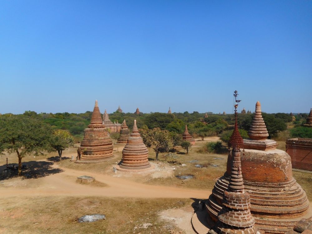 A flat landscape with many low trees, and lots of round brick stupas scattered among them at Bagan, Myanmar.
