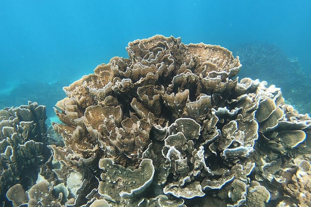 A large coral, looking like a messy sort of leafy thing, against a background of blue water.
