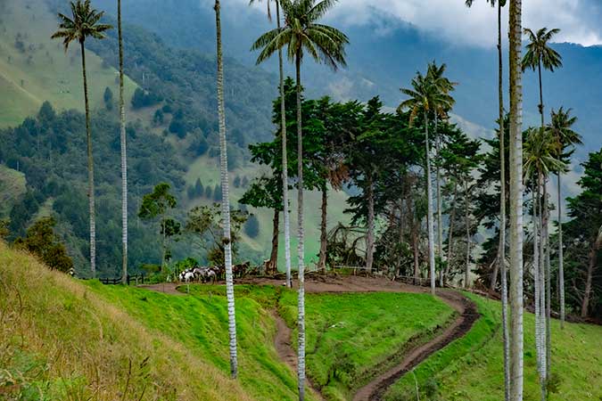 A hill with very tall palms in the foreground, horses on the ridge beyond them, then in the far distance across what must be a deep valley, the side of a mountain.