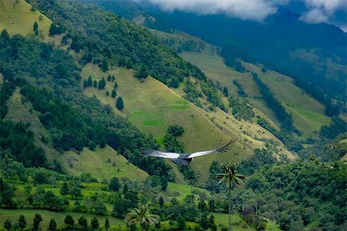 A scene of mountains covered with green growth with, in the foreground a hawk (or eagle?) flying.