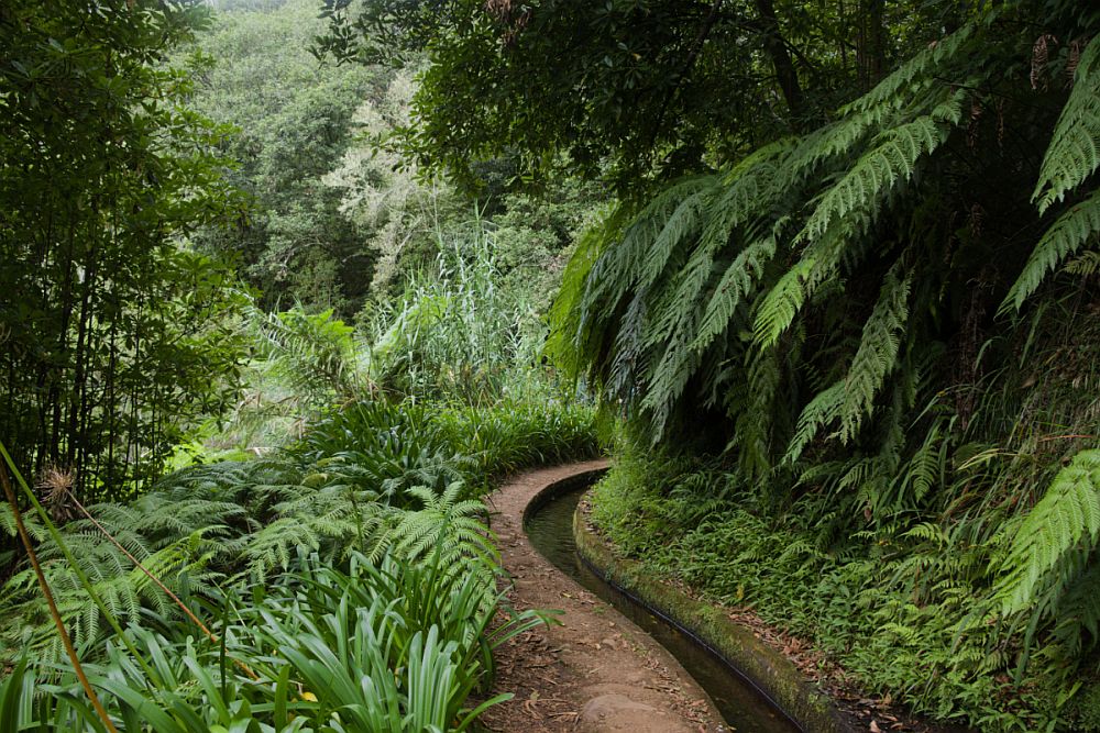 A path through dense growth, including what looks like fern trees on the right hanging over the path. The narrow path has a shallow channel cut next to it through which water flows. 