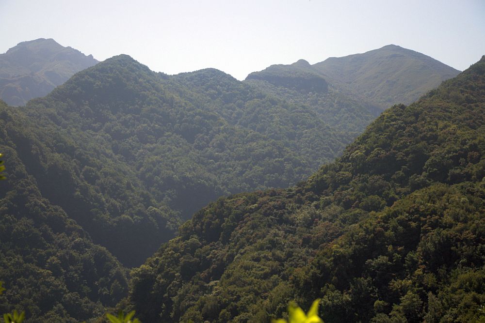 A view over Laurisilva forest: mountains and valleys covered in green woods.