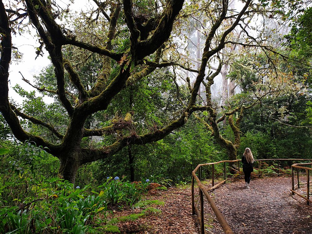 A forest path on the right, with a wooden rail along its edge and a woman walking away from the camera. A gnarly tree on the left, with branches extending in all directions.