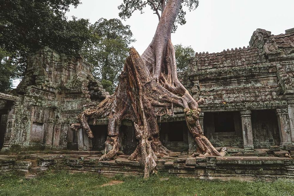 A gnarled tree and its roots grow on top of and around a piece of a ruined temple. Walls of the temple are behind.