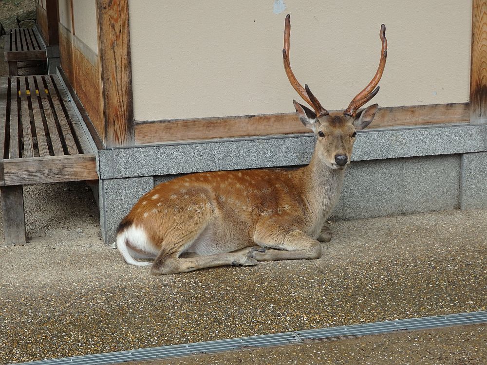 A deer, lying on the ground next to a building at Nara Japan, looking at the camera.
