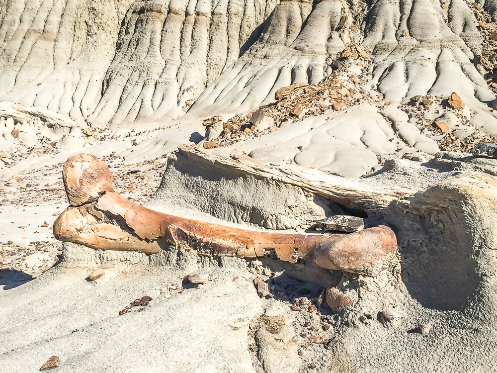 On an eroded hillside, a large legbone of a dinosaur lies half exposed and half in the dirt.