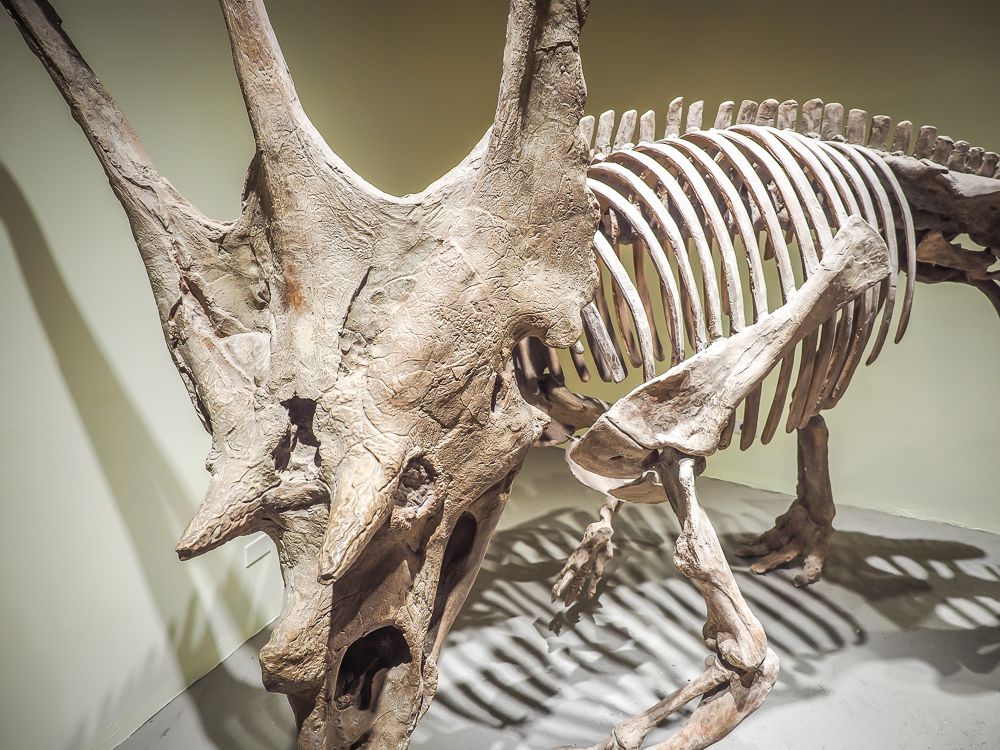 Skeleton of a triceratops, on display inside a museum.
