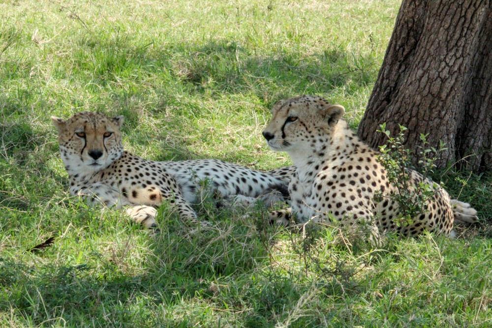 Two cheetahs lie in the shade in the grass next to a tree. 