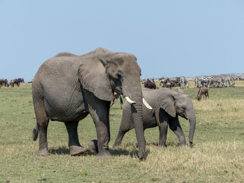 Two elephants walking from left to right of the picture. The nearer one has white tusks.