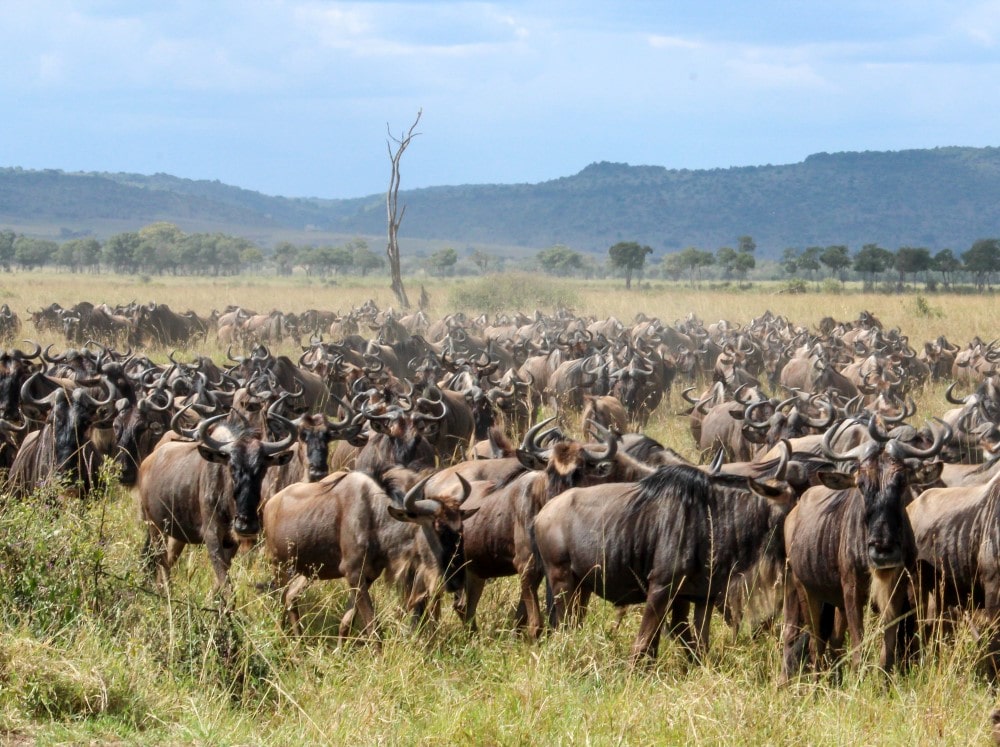 A herd of wildebeest in the tall grasses of the savannah.