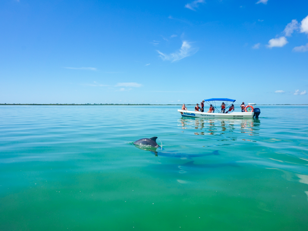 At Sian Ka'an, a boat floats on the greenish-blue water against a bright blue sky. The water is calm and the boat is not moving. It has perhaps 8 people on it. In the water, nearer to the camera, a dolphin can be seen, partly emerging from the water.