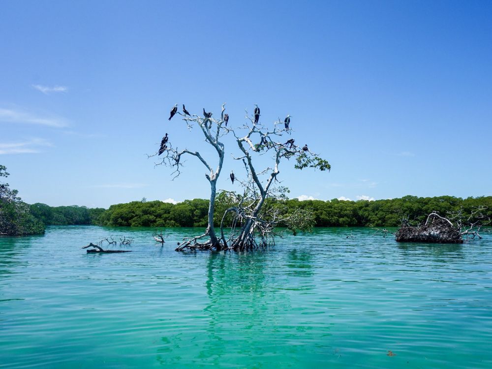 At Sian Ka'an, looking over a body of water against a blue sky. Flat land covered in green growth in the background. In the center of the picture, two trees with gnarly roots emerge from the water - they are mostly leafless. On the branches are lots of large birds - vultures, perhaps. 