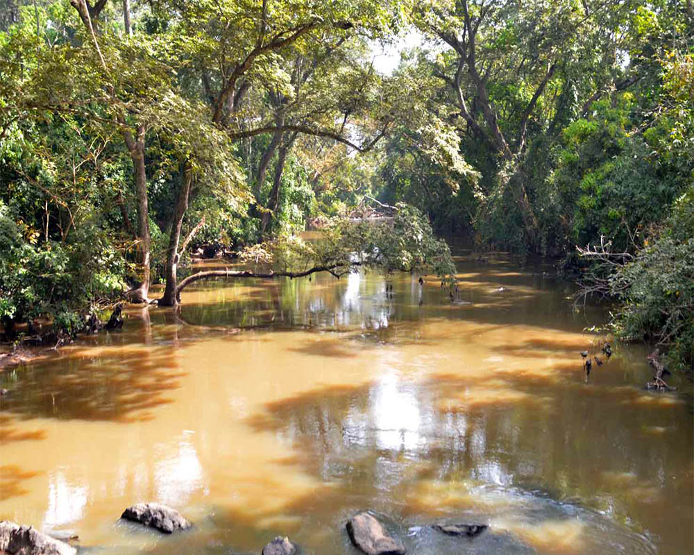 A muddy slow-moving river through forest on both sides.