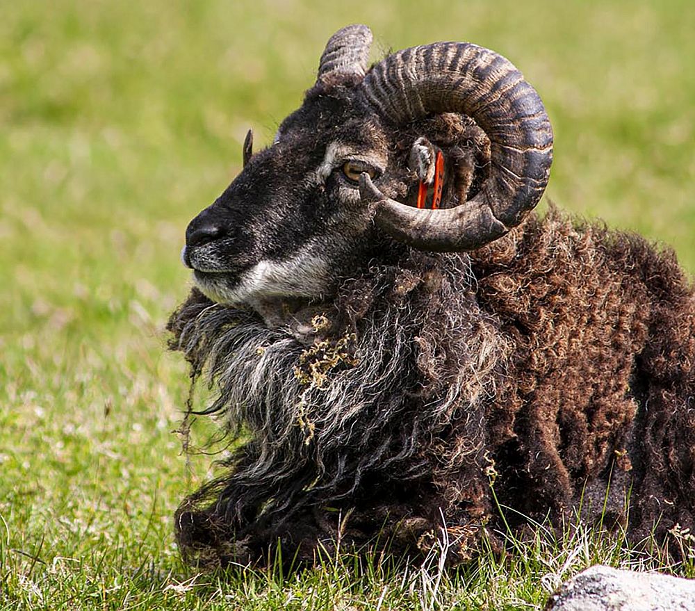 A very shaggy brown ram with curled horns sits in the grass.