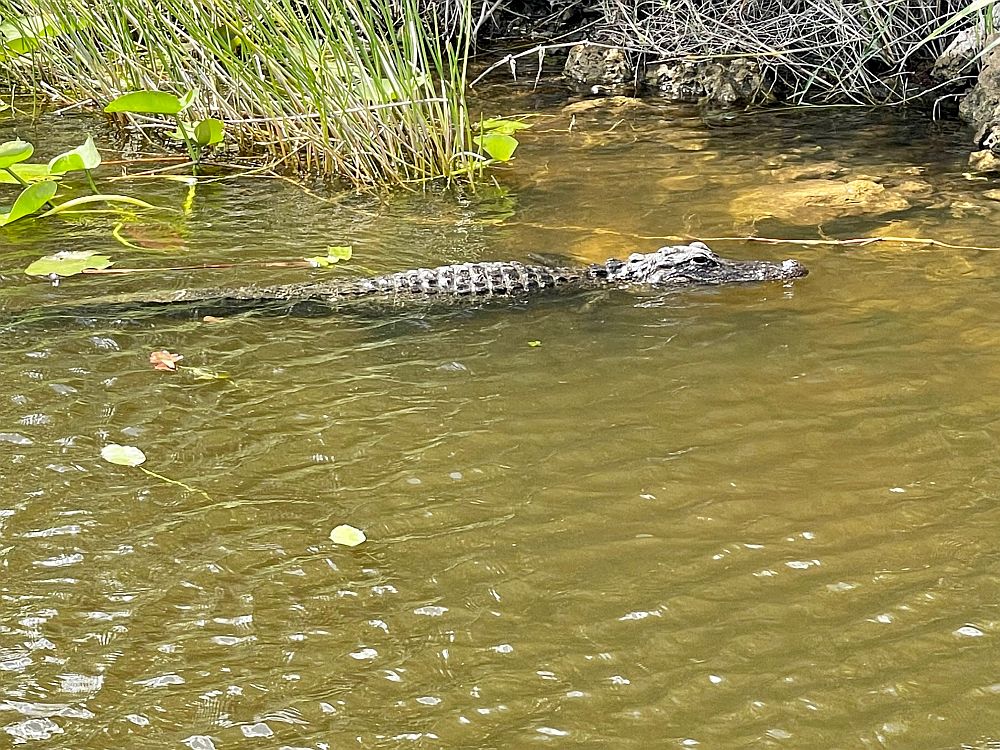 An alligator half-submerged in greenish water.
