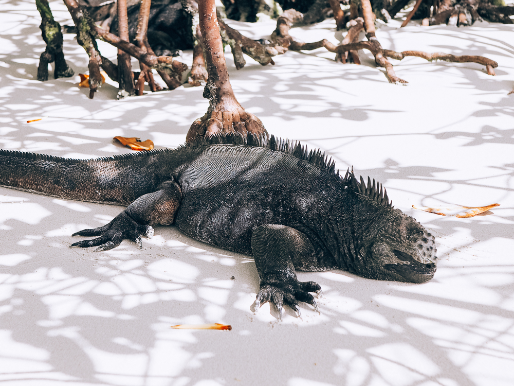 An iguana with spikes along its back and down its tail lies flat on white sand.