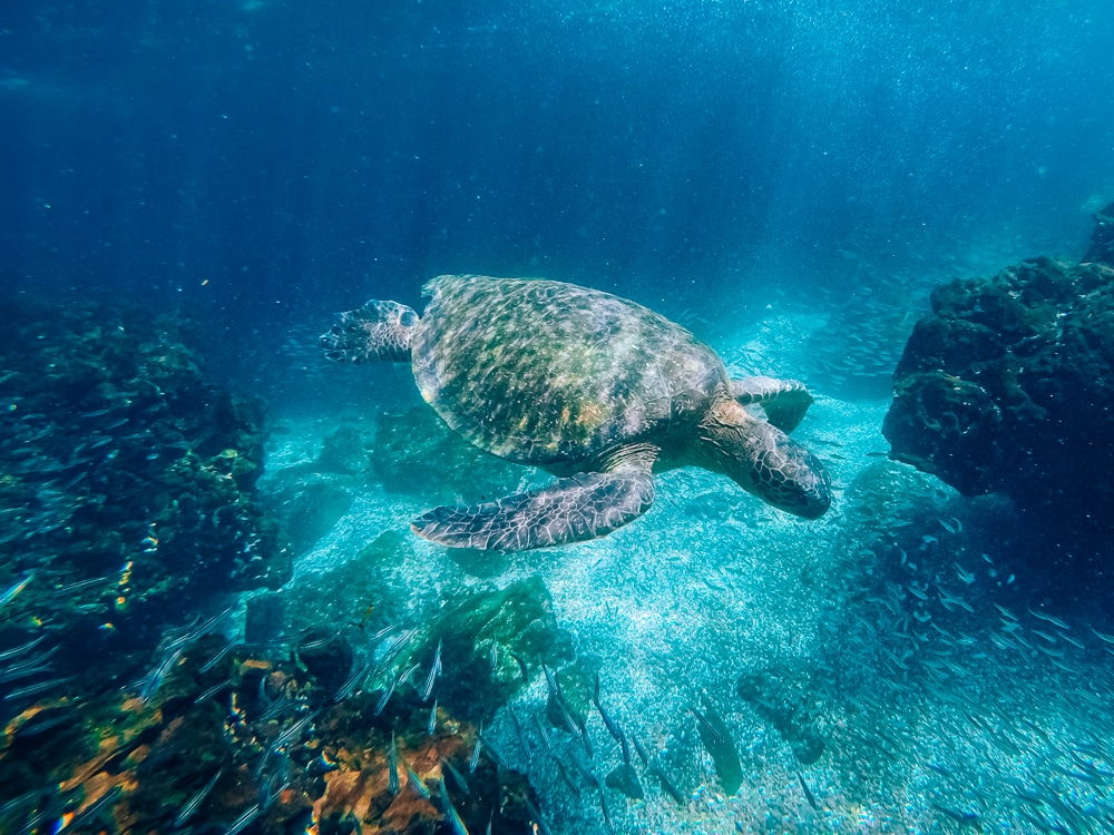 A sea turtle photographed under water.