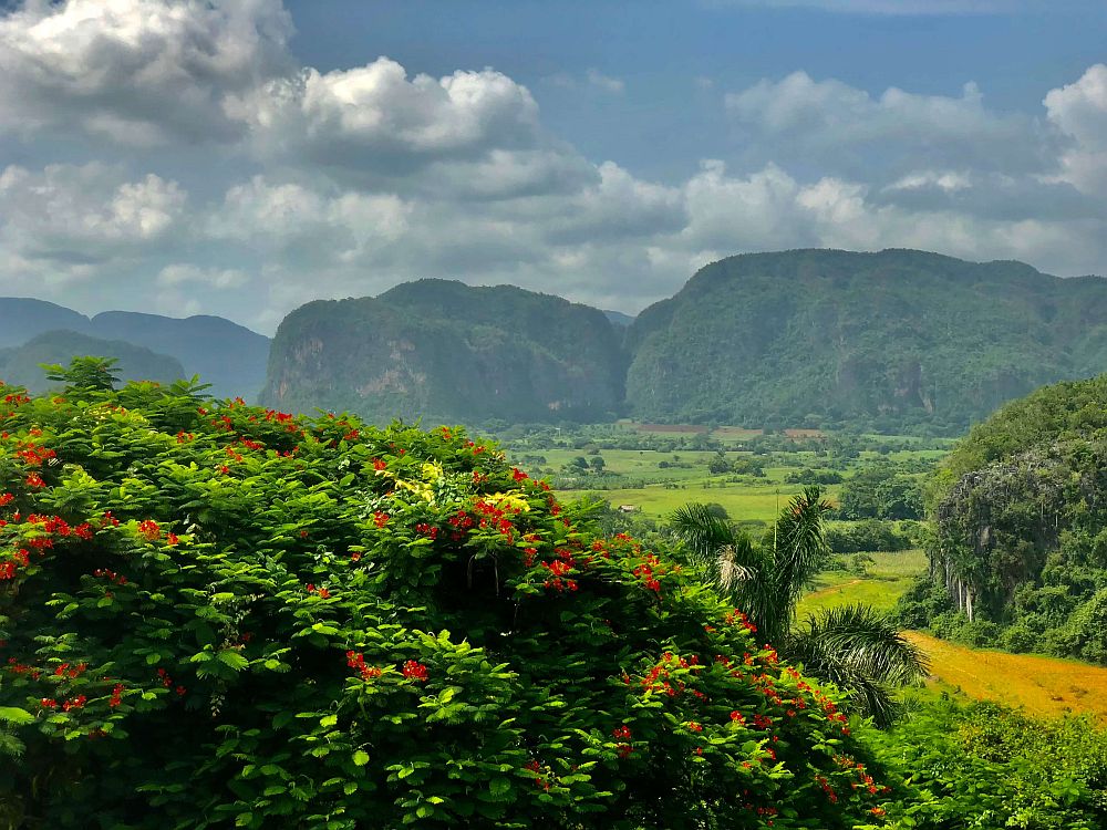 Vinales Valley: a bush in the foreground with bright red flowers, behind that the green floor of the valley, and beyond that, the dome-shaped karst mountains, also covered in green.