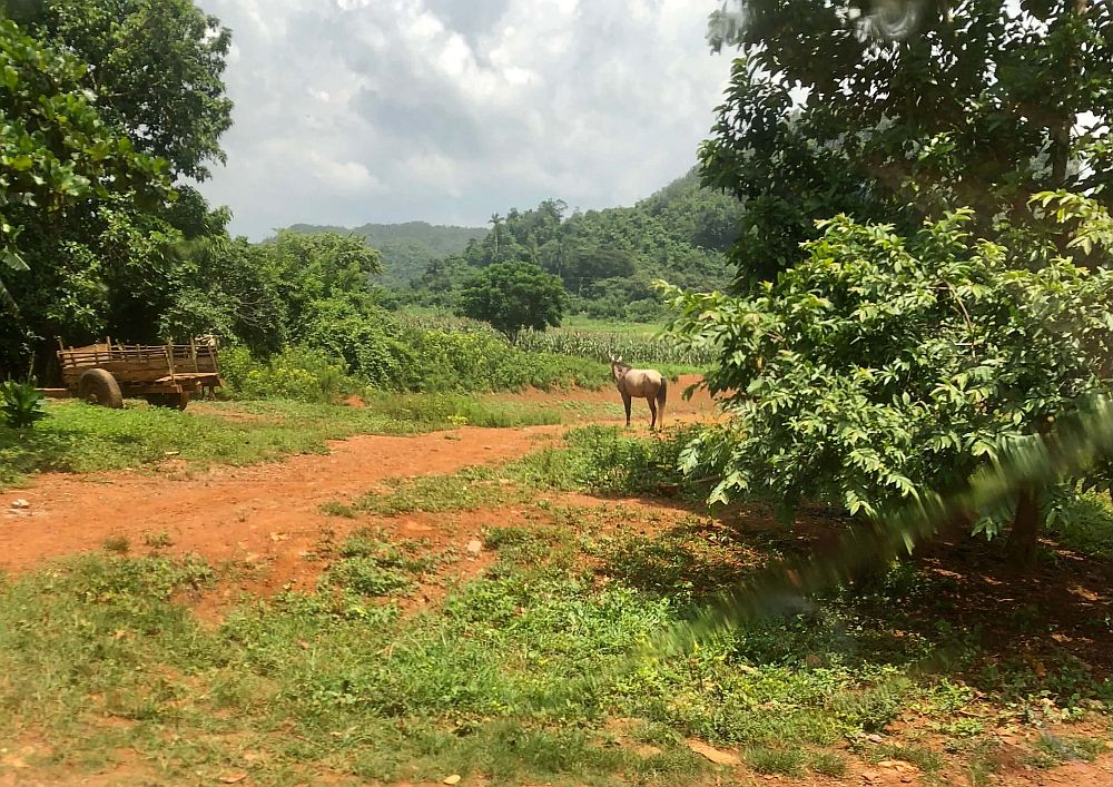 Viñales Valley: In a green surrounding, a horse stands in the middle of a dirt road.