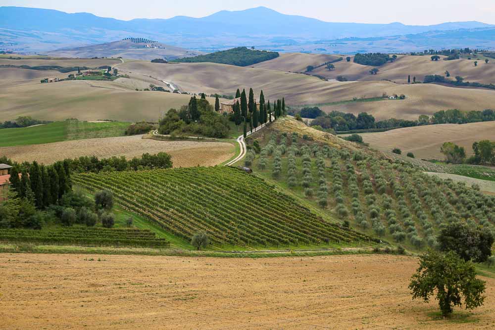 A view in the Val d'Orcia over rowling hills, mostly planted with wheat, but also some with rows of grapevines or olives.