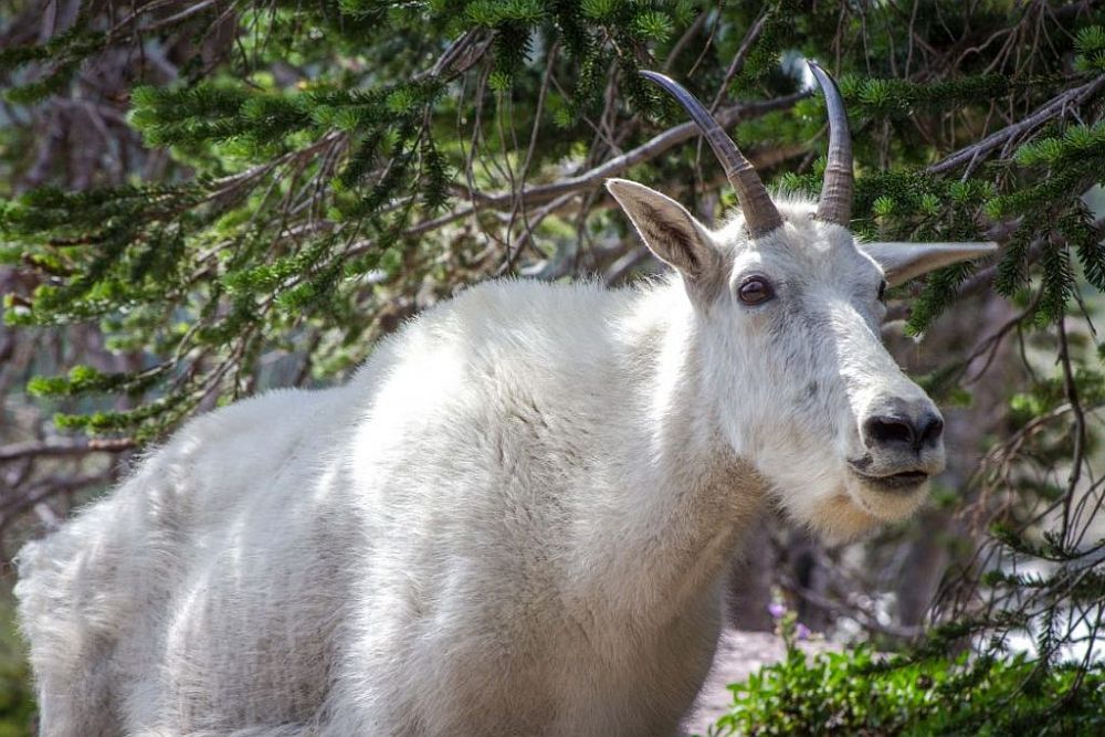 A white mountain goat with pointy horns.