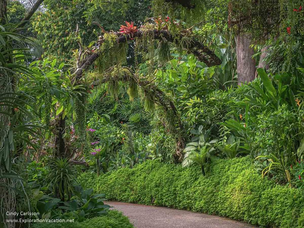 A path through lush tropical greenery at Singapore Botanic Garden. Some tree branches arch prettily over the path.