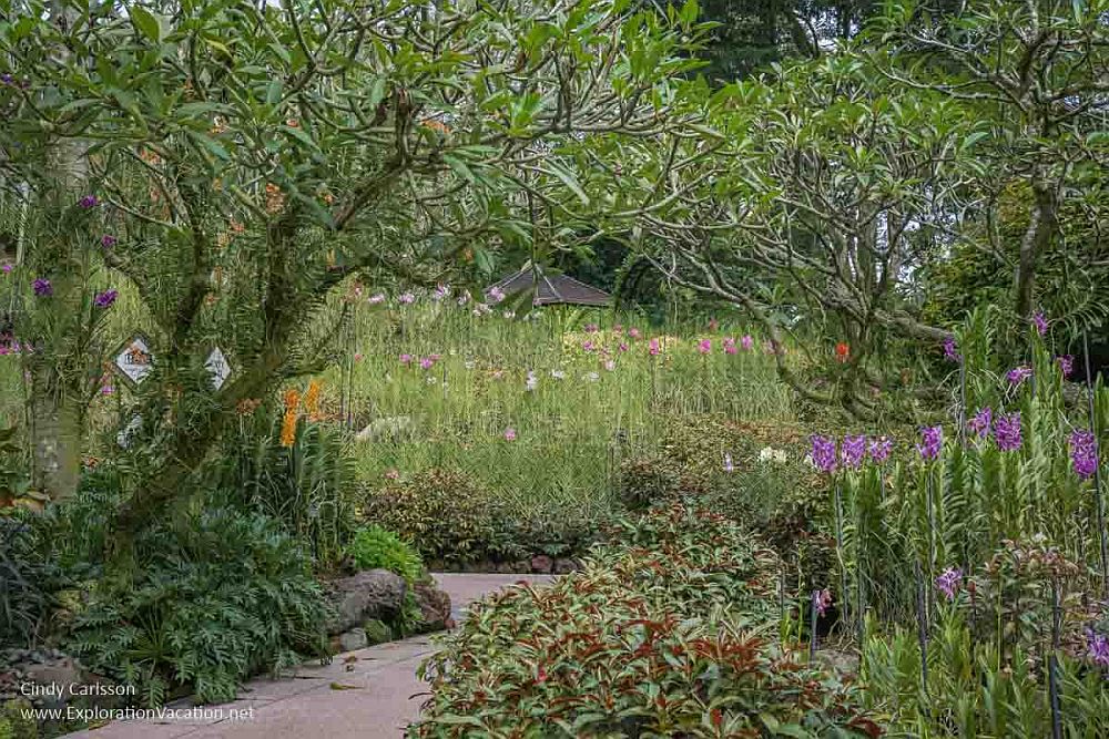 A path through lush greenery, trees on either side, a field of flowers straight ahead and to the right, mostly purple and white.