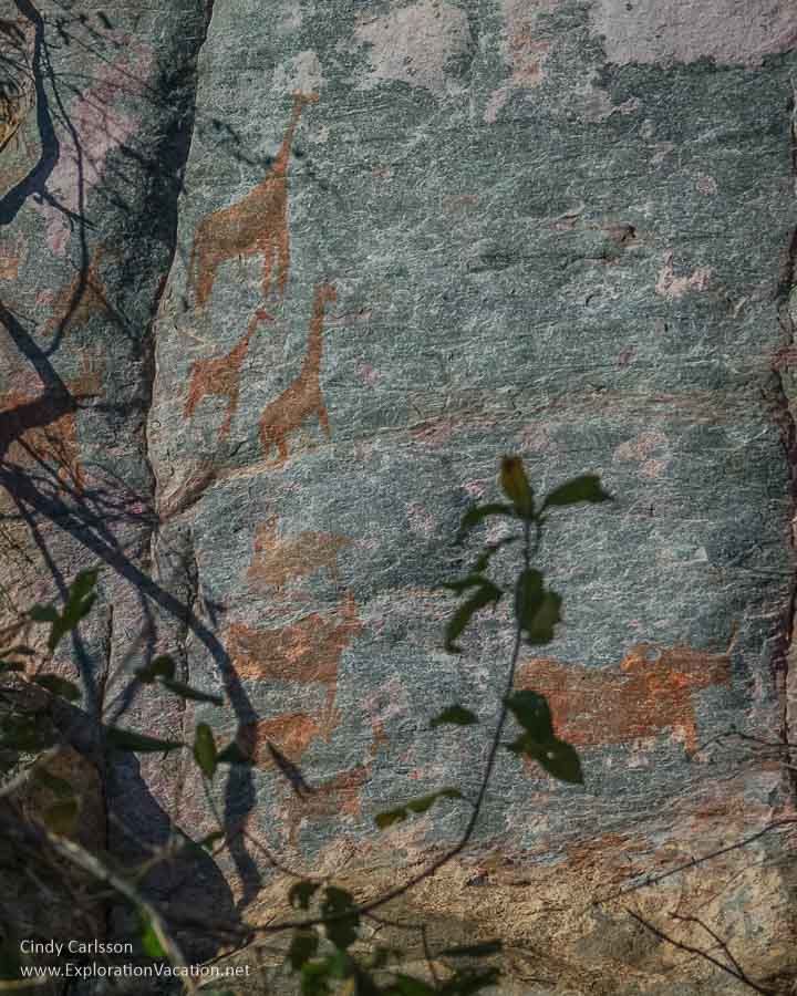 A close-up of a flat rock wall in Tsodilo Hills with several figures painted onto it in a darkish red. Three of them seem to be giraffes, while the rest seem to be cow-like forms. All face to the right.