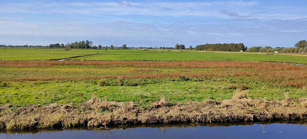 A flat landscape in the Beemster Polder: a small canal in front, a flat green field, some trees in the distance.