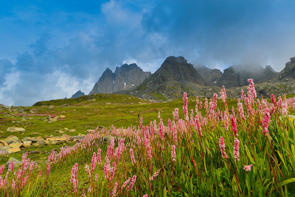 In Valley of Flowers National Park, a field of pink flowers in the foreground, a range of mountains in the background, clouds hanging low over the peaks.