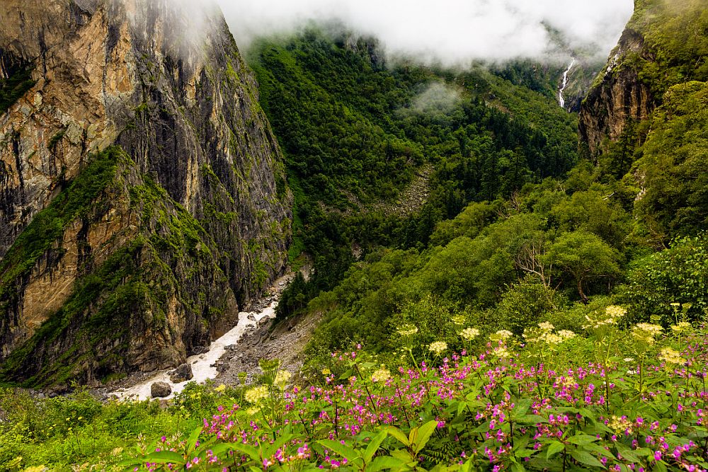 In Valley of Flowers National Park, a view down a valley in the mountains. It is narrow and steep, with a stream flowing through the bottom, and wildflowers on the slope in the foreground.
