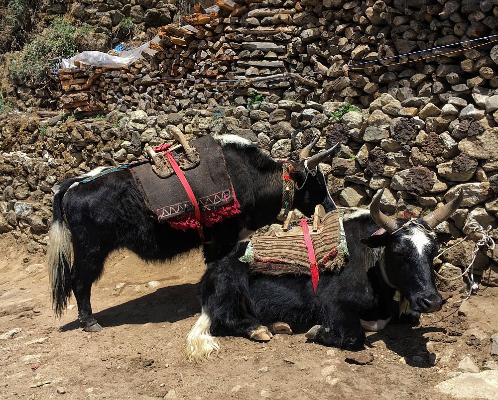 Two yaks, one sitting and one standing. Both have pointed horns and wear simple saddles tied around their middles.