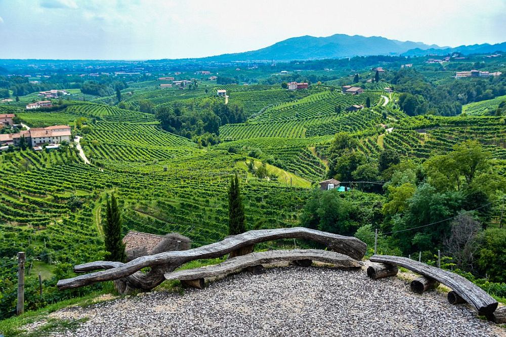 A view over a scene of gently rolling hills and valleys, mostly covered with rows of grapevines, with a scattering of houses among them.