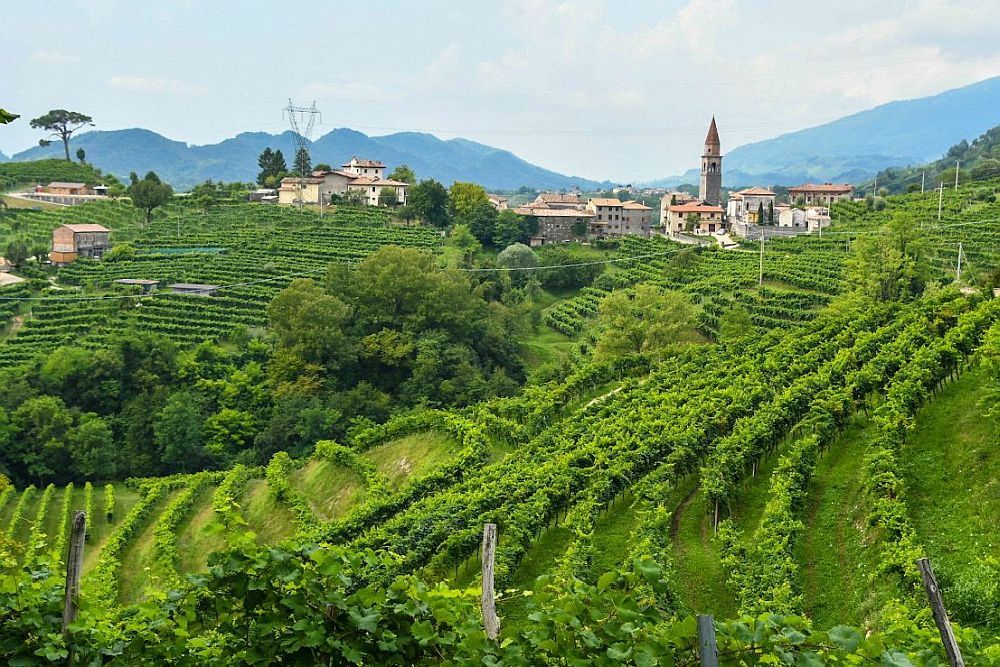 Gently rolling hills covered with rows of grapevines, very green, and a small village on one of the hills with a tall church spire.