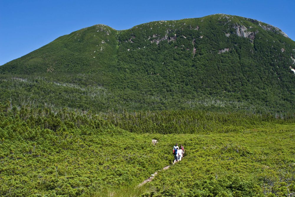 People walking a path through low grass or shrubs at the bottom of the picture, walking toward a green mountain in the background.