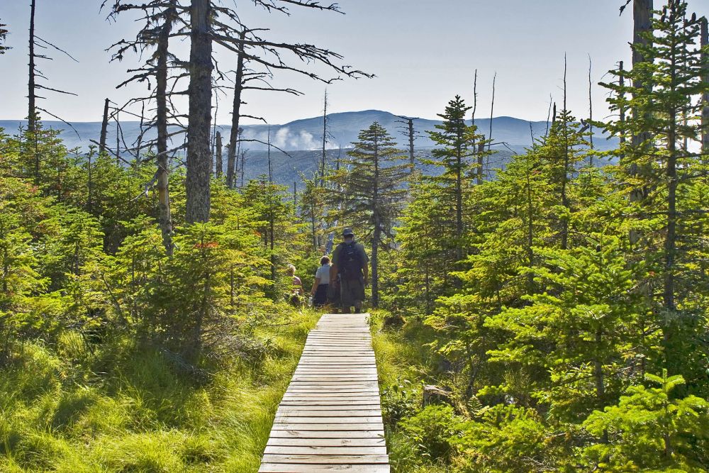 A wooded path with a boardwalk path down the middle of the photo, mountains in the distance at Gros Morne National Park.