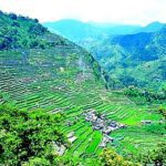 View of rice terraces in parallel rows up the side of a mountain.