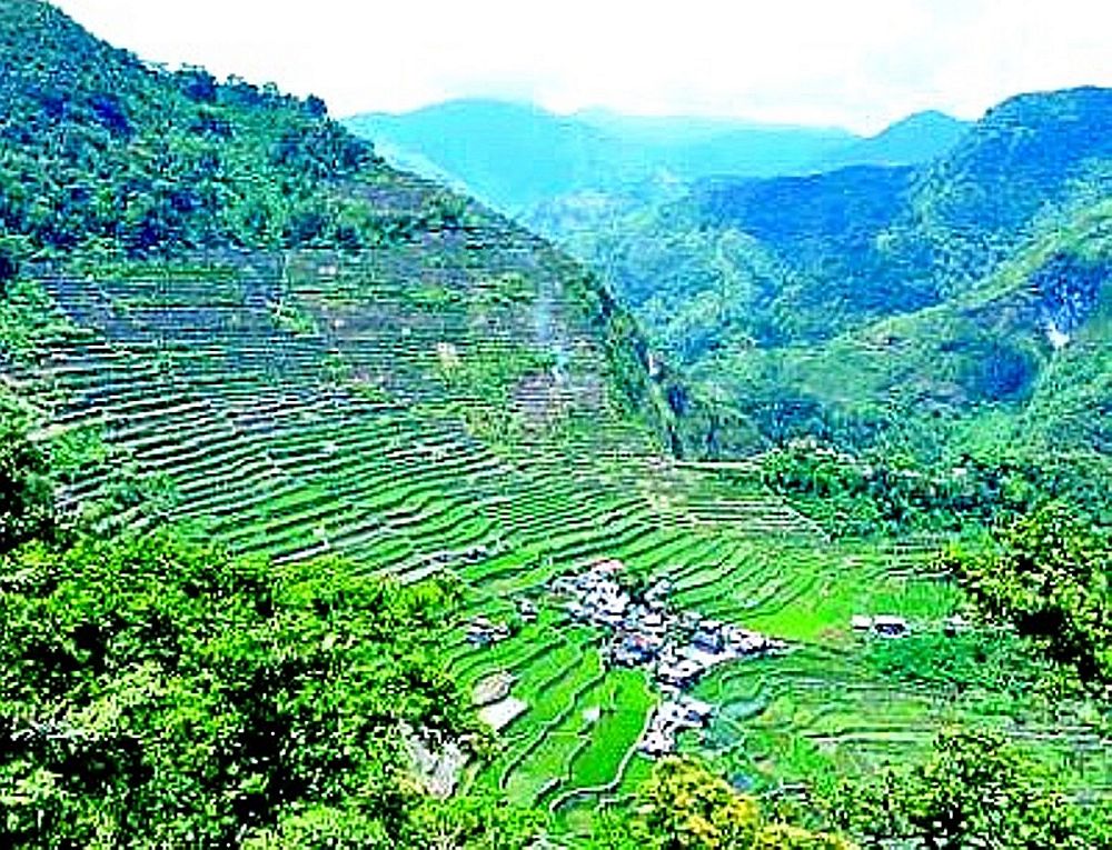 View of green rice terraces in parallel lines covering the side of a mountain.