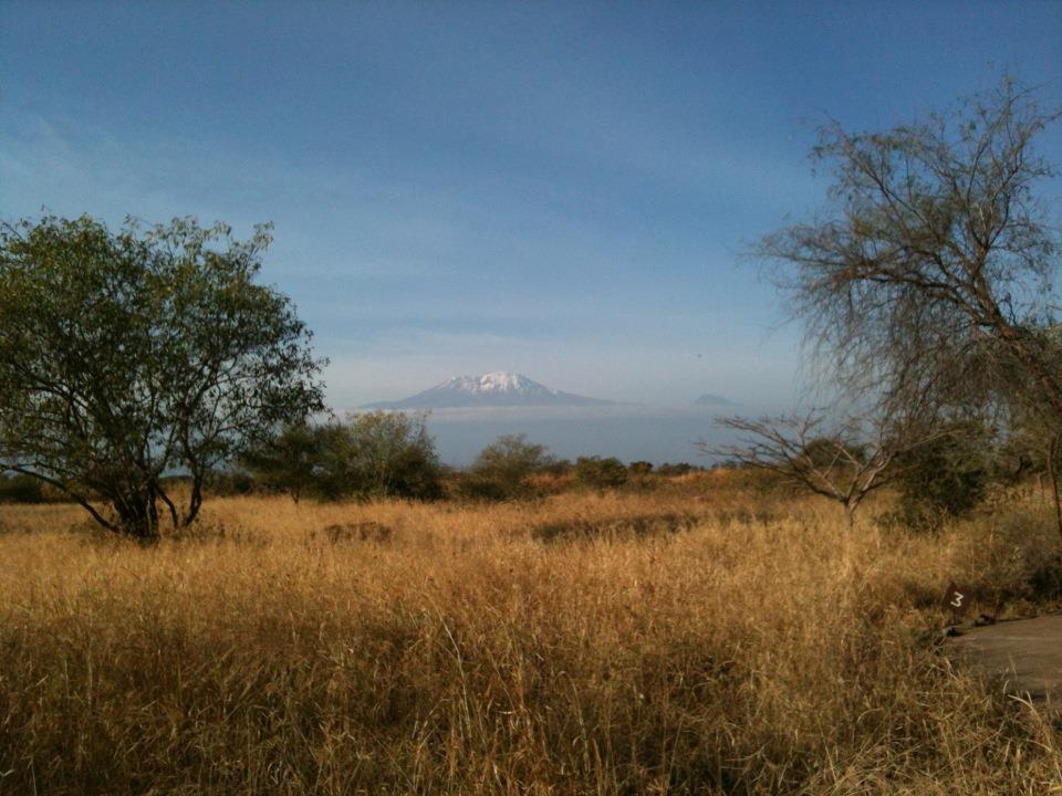 Grassland in the foreground, with a few scrubby trees on either side. In the background, the peak of Kilimanjaro seems to float above the ground, snow-topped.