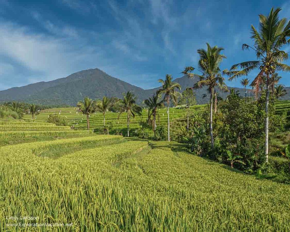 Rice terraces up a hill, with a row of palm trees between the near field and a further field. Mountains in the distance. 