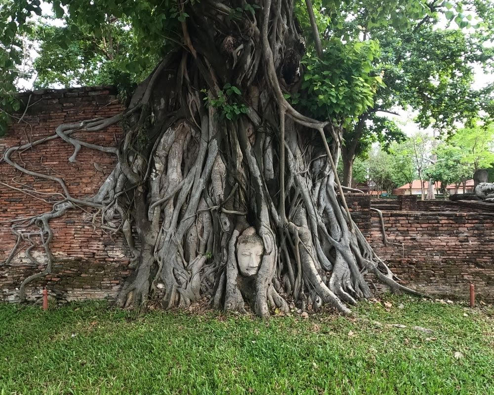 A wall of red bricks, where a section is completely overgrown by the knarled roots of a tree. Between the roots, the face of a statue seems to peer out.