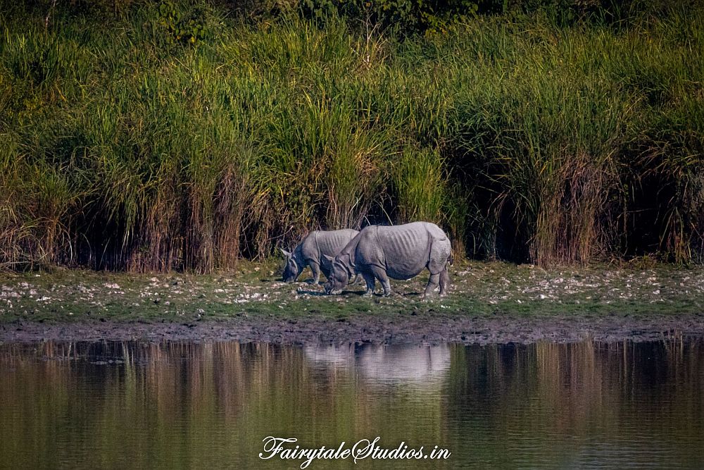 Two rhinoceroses graze on the bank of the river at Kaziranga National Park, as seen from across the river.