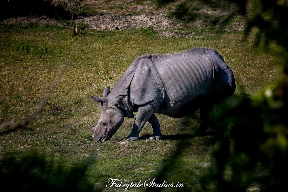 A one-horned rhinoceros, grazing at Kaziranga National Park.