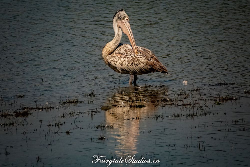 A brown pelican stands in the river, preening itself.