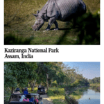 Text: Kaziranga National Park, Assam, India. Images: above, a one-horned rhinoceros; below, a jeep safari traveling along a dirt road beside the river.