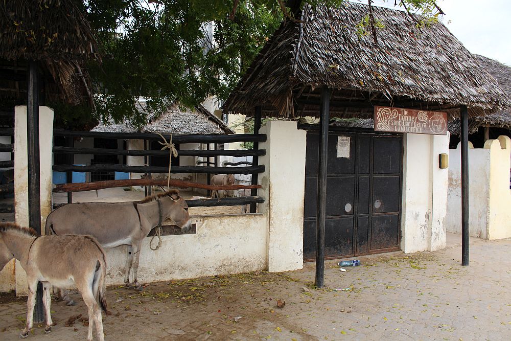 Donkeys tied to the fence on the front of the Donkey Sanctuary in Lamu.
