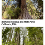 Text: Redwood National and State Park, Calfornia, USA. Images: Both are images of redwood trees.