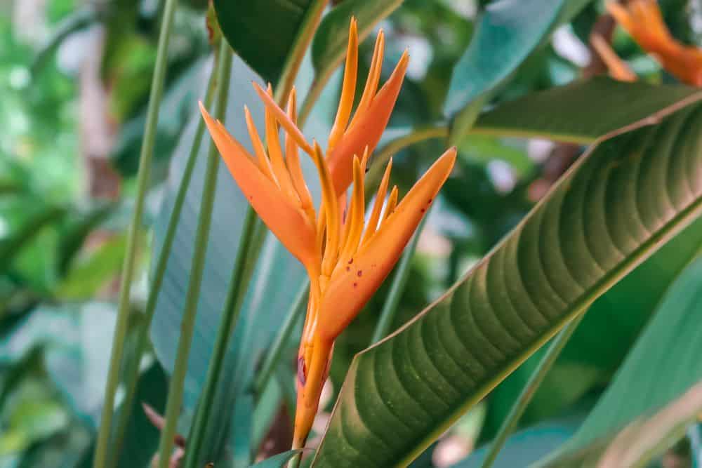 A close-up of an orange flower against thick green leaves.